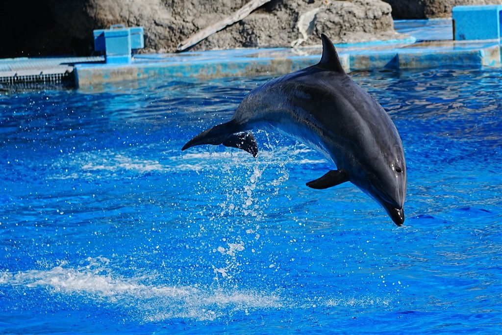 Canon - イルカ 速い動きの動物を撮るには』 CANON EOS 90D ボディ のクチコミ