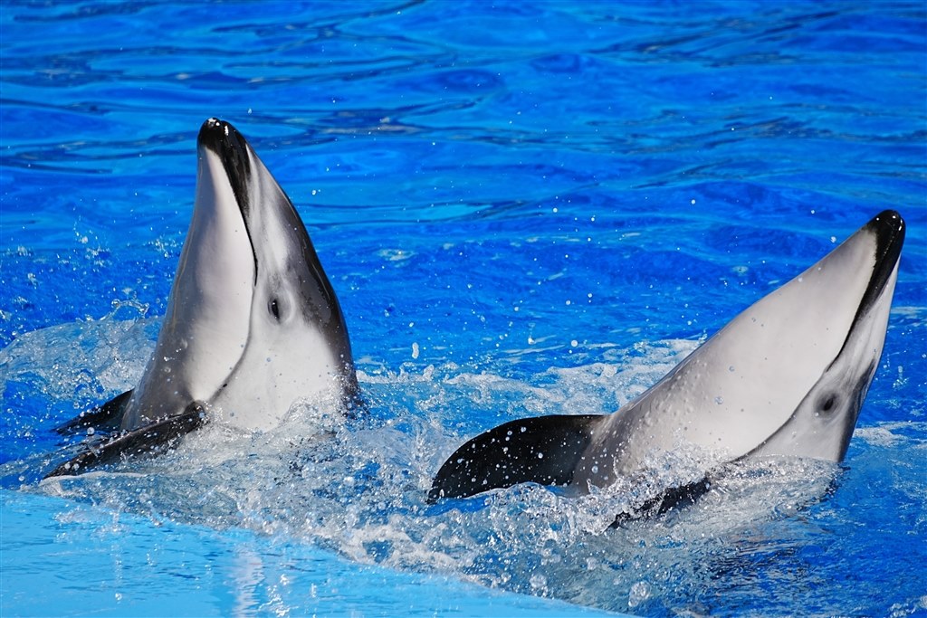 速い動きの動物を撮るには』 CANON EOS 90D ボディ のクチコミ