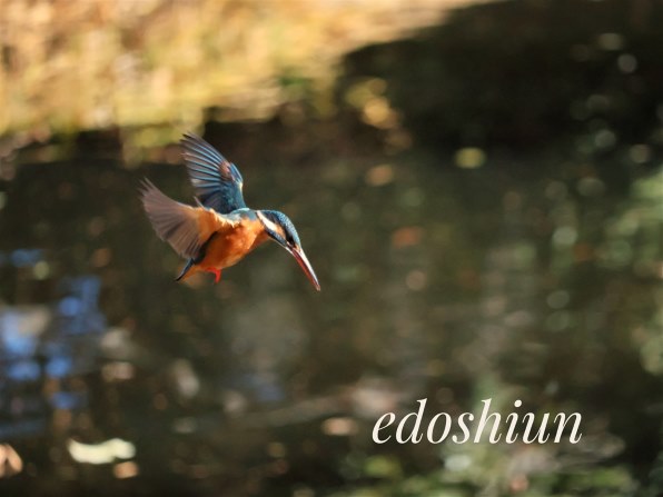 【作例あり】Canon EF-S55-250mm F4-5.6 IS STM CANON EF-S55-250mm F4-5.6 IS STMで撮影された写真 (レビュー