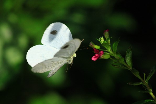 CANON EOS Kiss X4 ダブルズームキットで撮影された写真 (掲示板
