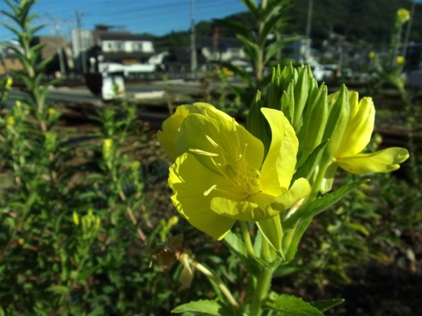 コダック PIXPRO FZ152 [BLACK]で撮影された写真 (掲示板) - 価格.com