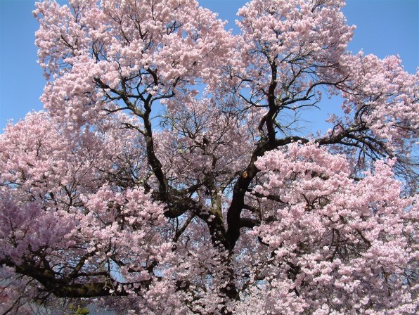 富士フイルム FinePix 6900Zで撮影された写真 - 価格.com