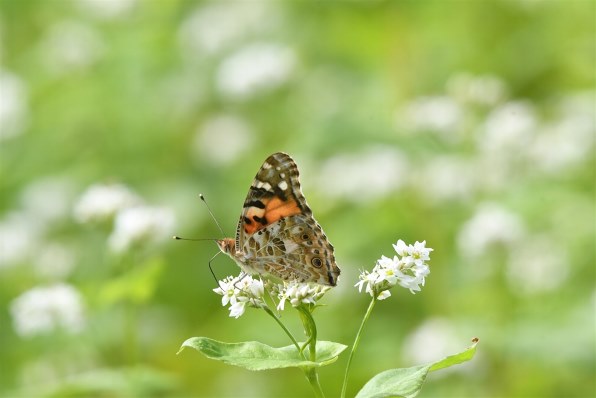 Nikon - Nikon D500 ボディー【撮影サンプル画像あり】 Nikon D500 BODY 【AB】 | カメラ,ニコン | 三宝カメラ