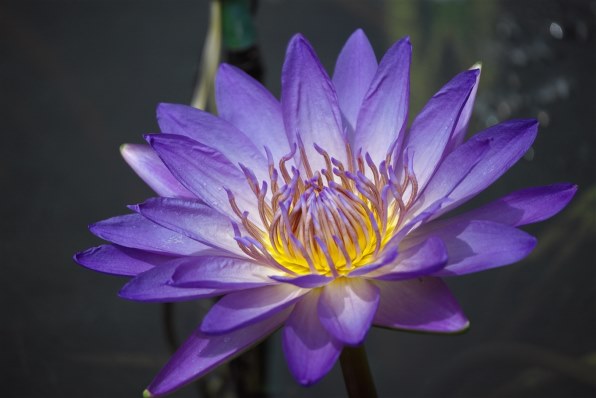 【まとめ売り‼️】デジカメ4個セット⭐︎ Amazon.co.jp: アオシマ 1/12 疾風伝説 特攻の拓 鳴神秀人仕様