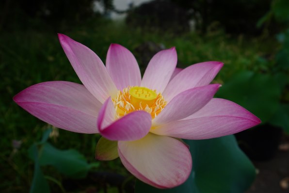 SONY E 20mm F2.8 SEL20F28 価格比較 - 価格.com