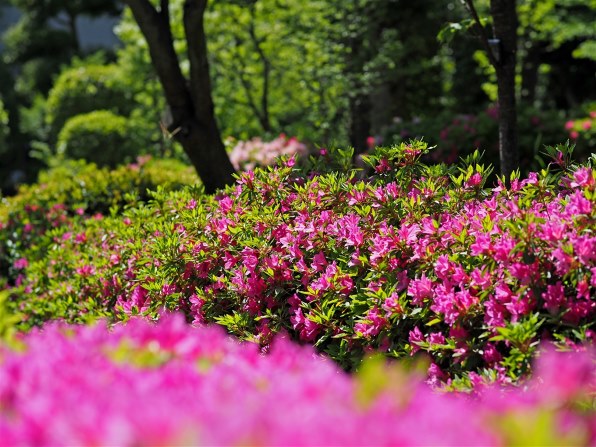 シグマ 56mm F1.4 DC DN [マイクロフォーサーズ用]で撮影された写真