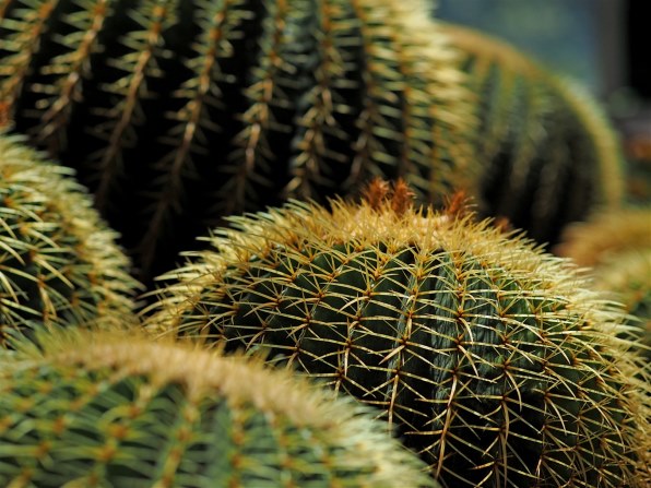 シグマ 56mm F1.4 DC DN [マイクロフォーサーズ用]で撮影された写真