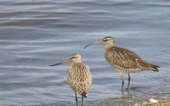 SONY α77 SLT-A77V 高速連写Wレンズ付 2400万画素 ワケあり SONY α77 SLT-A77VQ ズームレンズキット 価格比較 - 価格.com