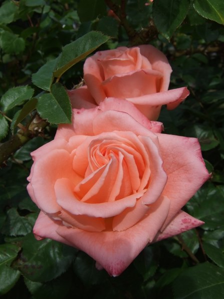 富士フイルム FinePix F30投稿画像・動画 - 価格.com