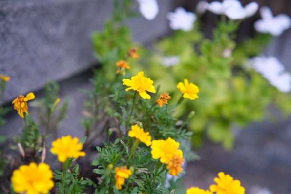 VILTROX AF 33mm F1.4 XF [フジフイルム用]で撮影された写真 - 価格.com