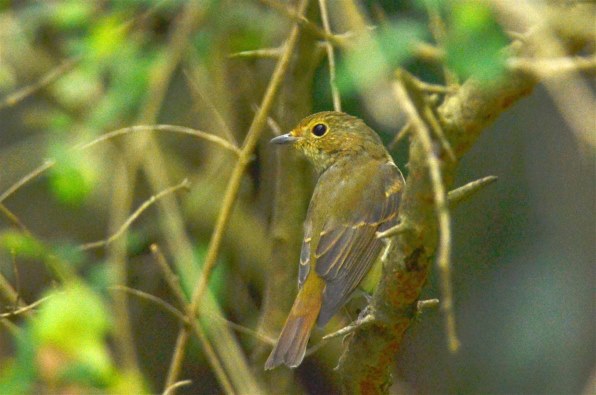 ニコン D7000 ボディで撮影された写真 - 価格.com