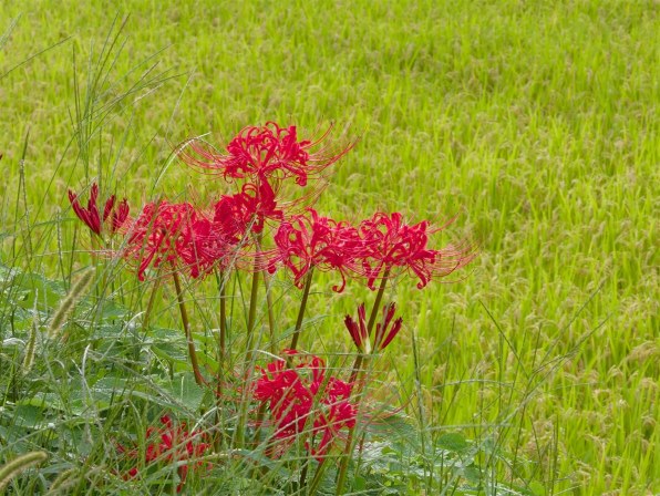 ニコン COOLPIX P1000投稿画像・動画 - 価格.com