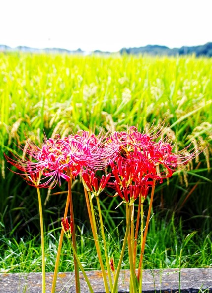 SIGMA シグマ 30mm F1.4 DC HSM Art Amazon.com : Sigma 30mm F1.4 Art DC HSM Lens for Canon