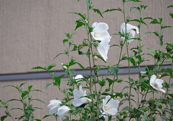 ☆コスパ最強☆名機!!☆ Nikon D50 セット♫ ☆ ニコン Z 50 ダブルズームキット 価格比較 - 価格.com