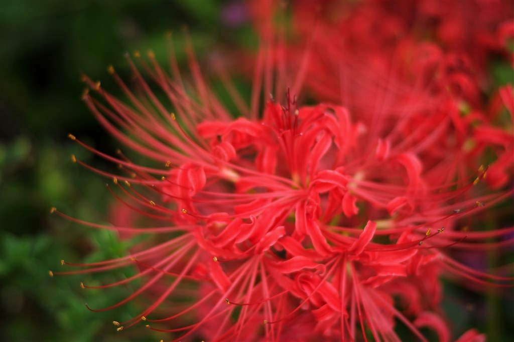 彼岸花』 富士フイルム FUJIFILM X-E1 ボディ のクチコミ掲示板 - 価格.com