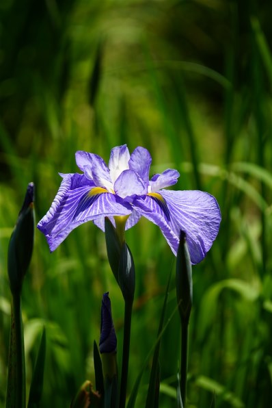 SONY E 55-210mm F4.5-6.3 OSS SEL55210で撮影された写真 - 価格.com