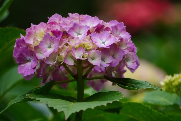 SONY望遠レンズ E55-210mm F4.5-6.3OSS SEL55210 459e41908d0a9cb63cf14fface2895