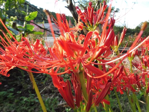 パナソニック LUMIX DMC-TZ57-T [ブラウン]で撮影された写真 - 価格.com