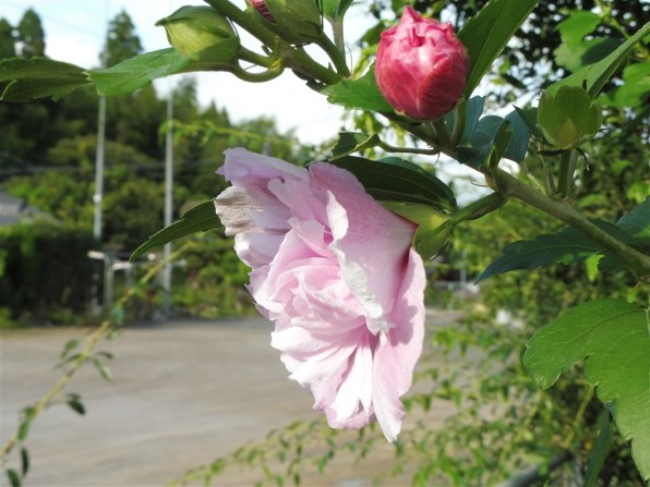 パナソニック LUMIX DMC-TZ57-W [ホワイト]で撮影された写真 - 価格.com