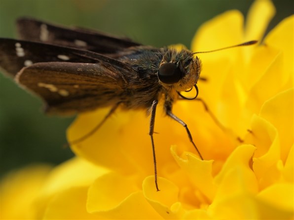 オリンパス オリンパス・ペン Lite E-PL1 ボディ 価格比較 - 価格.com