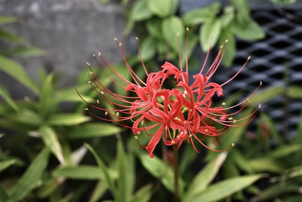 Canon EF 100mm f/2.8 マクロ USM レンズ（作例あり） CanonEF100mm F2.8Lマクロ IS USM 実写レビュー