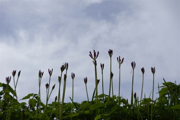 SONY Vario-Sonnar T＊ DT 16-80mm F3.5-4.5 ZA SAL1680Zで撮影された