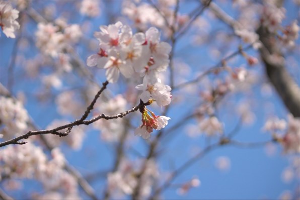 CANON EF-S55-250mm F4-5.6 IS IIで撮影された写真 - 価格.com