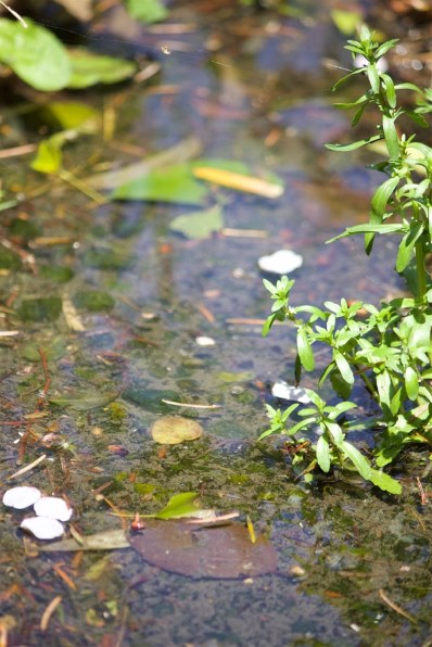 【大幅値下げ中】EF-S55-250mm F4-5.6 IS II Amazon.co.jp: EF-S55-250mm F4-5.6 IS II 望遠ズームレンズ