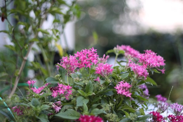 キヤノン CANON 「EOS 50D」 撮影できました CANON EOS 50D ボディで撮影された写真 - 価格.com