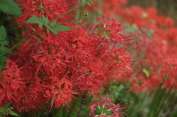 ニコン AF-S DX NIKKOR 35mm f/1.8G 価格比較 - 価格.com