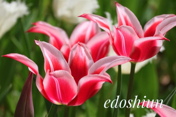 RF-S55-210mm F5-7.1 IS STM【現状品】 RF-S55-210mm F5-7.1 IS STM：レンズ交換式カメラ・レンズ｜個人