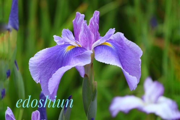 CANON RF-S55-210mm F5-7.1 IS STMで撮影された写真 - 価格.com