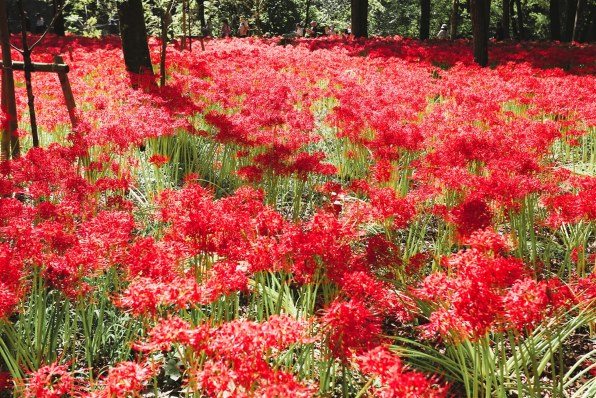 CANON EF17-40mm F4L USMのクチコミ - 価格.com