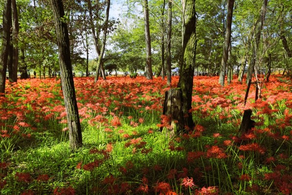 美品　Canon EF 17-40mm f/4L 　作例あり Canon EF17-40mm F4L USMを徹底解説。作例からレビューまで