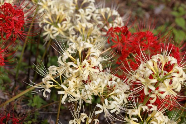 CANON EOS 5D Mark II ボディで撮影された写真 - 価格.com