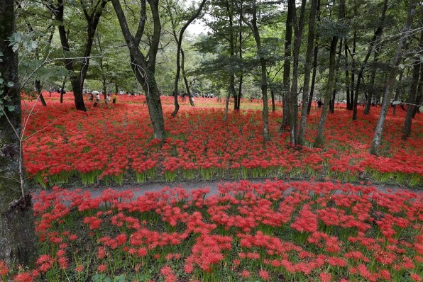 CANON EOS 5D Mark II ボディで撮影された写真 - 価格.com