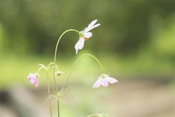 BODY -GA 3個セット 富士フイルム FUJIFILM X-T5 ボディ 価格比較 - 価格.com