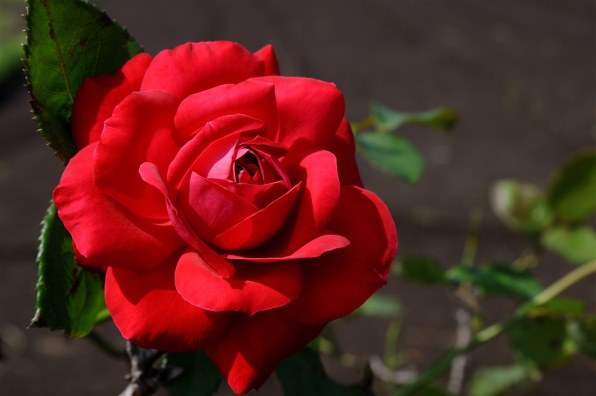 ニコン D300 ボディ投稿画像・動画 - 価格.com