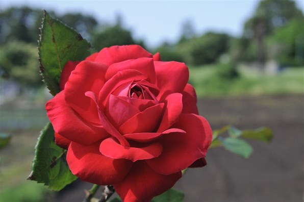 ニコン D300 ボディ投稿画像・動画 - 価格.com