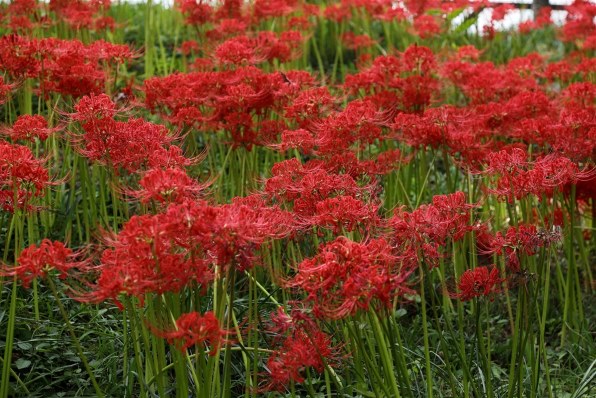 CANON EOS 5D Mark II ボディで撮影された写真 - 価格.com