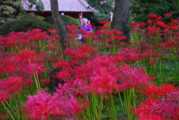 ニコン D80 AF-S DX VR 18-200G レンズキットで撮影された写真 - 価格.com