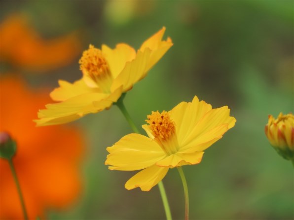 【作例あり】Canon PowerShot SX70HS 青い鳥たち（SX70HS作例）』 CANON PowerShot SX70 HS の