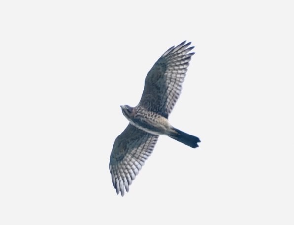 Nikon D750 ボディ (写真に写ってるもの) Nikon】一眼レフという選択肢～D750編～ | THE MAP TIMES