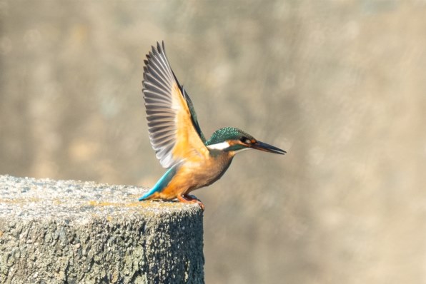 FUJIFILM X-T200 XC15-45mmセット最終値下げ 早いもの勝ち Amazon | 富士フイルム(FUJIFILM) ミラーレス一眼カメラ X-T200