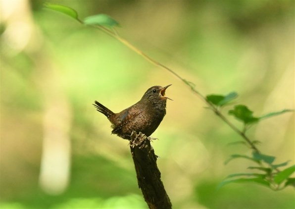 ニコン Z5II ボディ 価格比較 - 価格.com