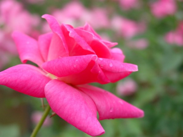 SONY サイバーショット DSC-F77で撮影された写真 - 価格.com