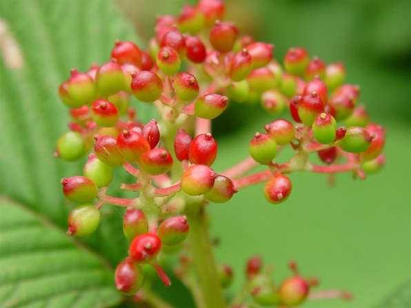 SONY サイバーショット DSC-F77で撮影された写真 - 価格.com