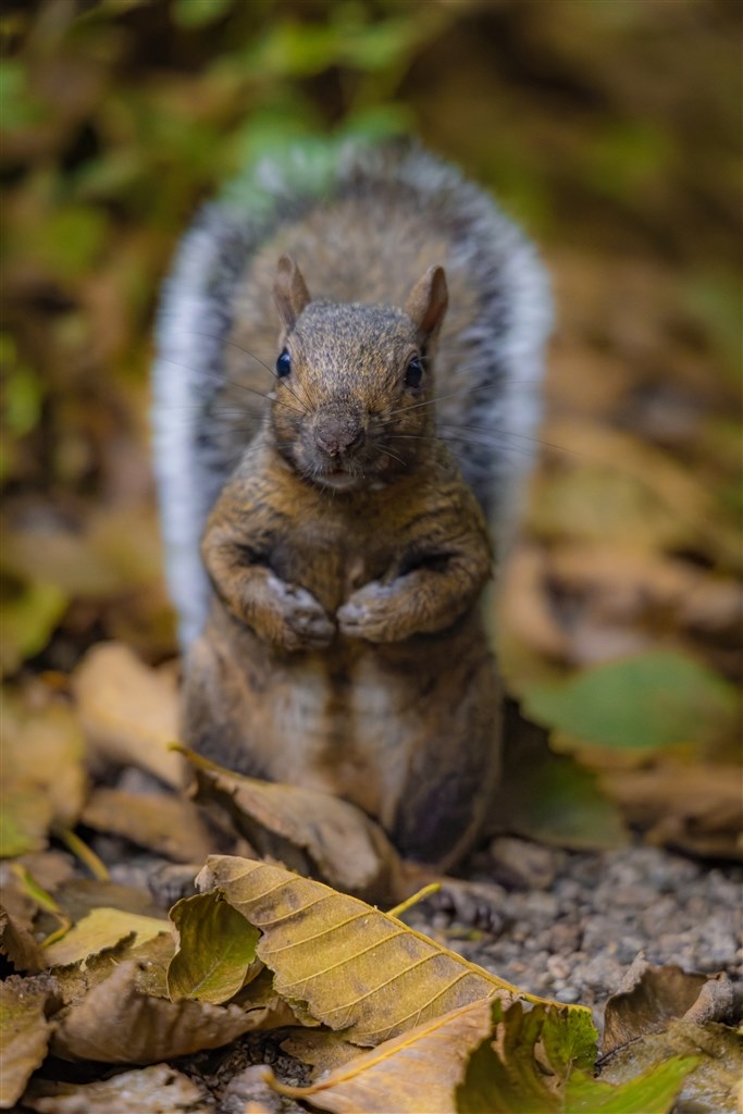 R6iiと比べてAFはどうですか？』 SONY α7 IV ILCE-7M4 ボディ の