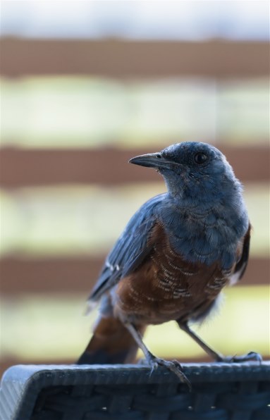 レンズ(ズーム) super-T 51XZBAQ0LYL._AC_UL210_SR210,