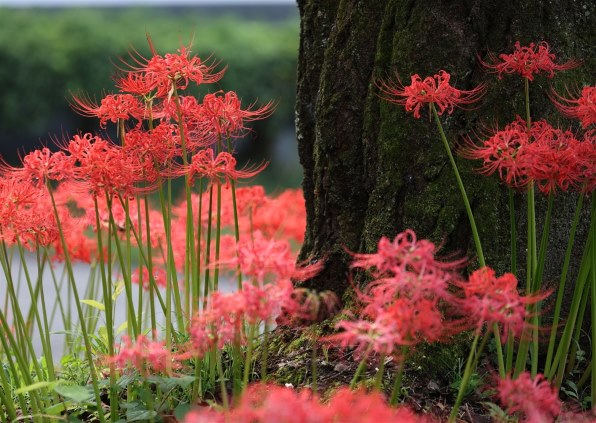 CANON EF180mm F3.5L マクロ USMで撮影された写真 - 価格.com